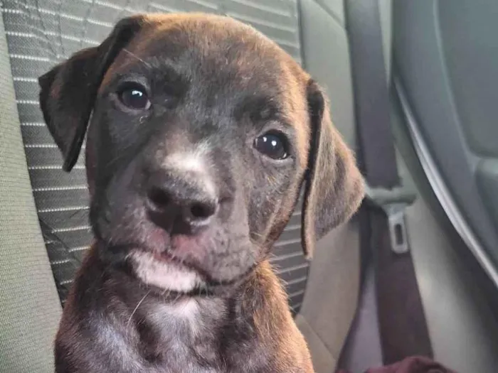 Cachorro ra a SRD-ViraLata idade 2 a 6 meses nome Bento 