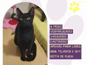 Gato raça SRD-ViraLata idade 1 ano nome FaÃ­sca