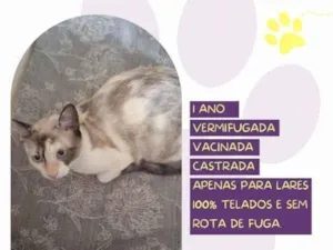 Gato raça SRD-ViraLata idade 1 ano nome Maya