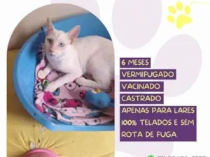 Gato raça SRD-ViraLata idade 1 ano nome Mingau