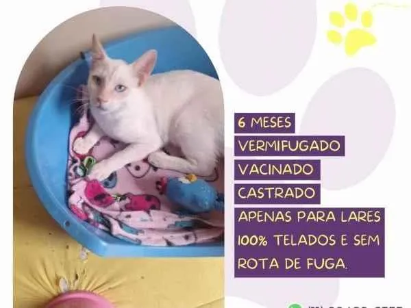 Gato ra a SRD-ViraLata idade 1 ano nome Mingau