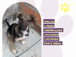 Cachorro raça SRD-ViraLata idade 1 ano nome Pepito