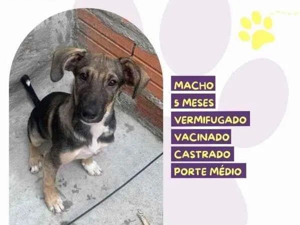 Cachorro ra a SRD-ViraLata idade 1 ano nome Pepito