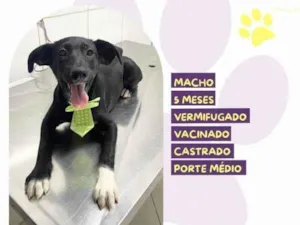 Cachorro raça SRD-ViraLata idade 2 a 6 meses nome Lupi