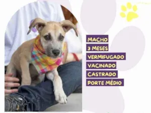 Cachorro raça SRD-ViraLata idade 2 a 6 meses nome Roger