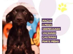 Cachorro raça SRD-ViraLata idade 2 a 6 meses nome Denzel