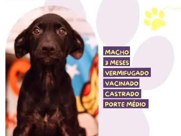 Cachorro ra a SRD-ViraLata idade 2 a 6 meses nome Denzel