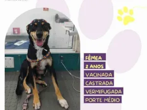 Cachorro raça SRD-ViraLata idade 1 ano nome Nala