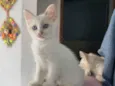 Filó