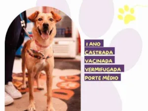 Cachorro raça SRD-ViraLata idade 1 ano nome Pandora