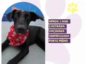 Cachorro raça SRD-ViraLata idade 1 ano nome Kika