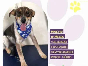 Cachorro raça SRD-ViraLata idade 1 ano nome Kim