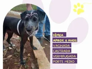 Cachorro raça SRD-ViraLata idade 1 ano nome EmÃ­lia