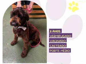 Cachorro raça SRD-ViraLata idade 1 ano nome Black