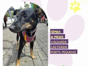 Cachorro raça SRD-ViraLata idade 1 ano nome Meg