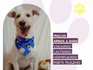 Cachorro raça SRD-ViraLata idade 1 ano nome Luck