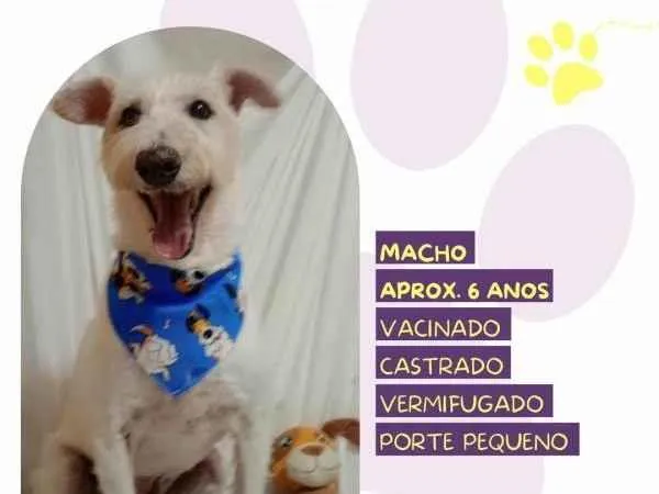 Cachorro ra a SRD-ViraLata idade 1 ano nome Luck