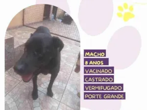 Cachorro raça SRD-ViraLata idade 1 ano nome LukÃ£o