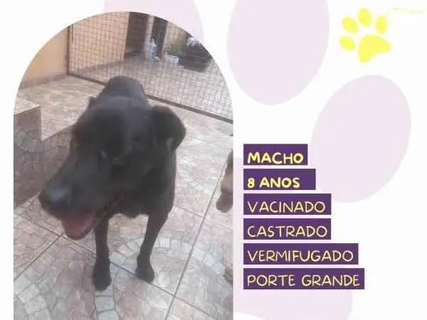 Cachorro ra a SRD-ViraLata idade 1 ano nome LukÃ£o