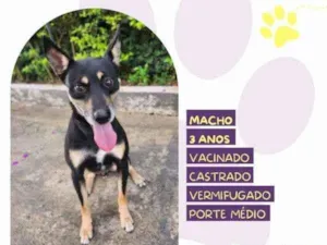 Cachorro raça SRD-ViraLata idade 1 ano nome Stark