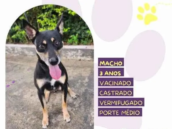 Cachorro ra a SRD-ViraLata idade 1 ano nome Stark