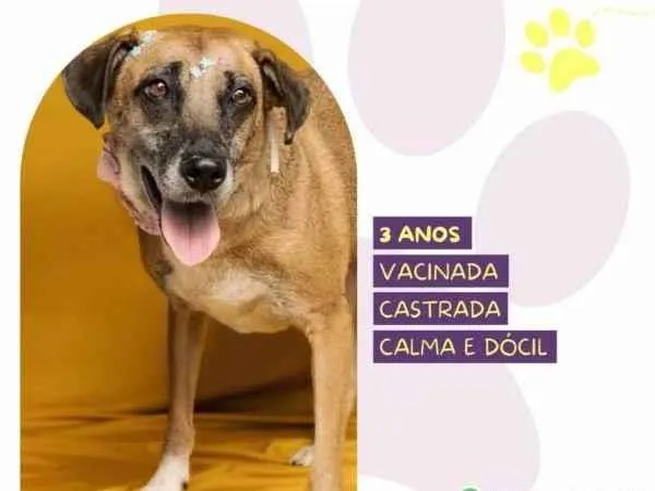 Cachorro ra a SRD-ViraLata idade 1 ano nome Stella