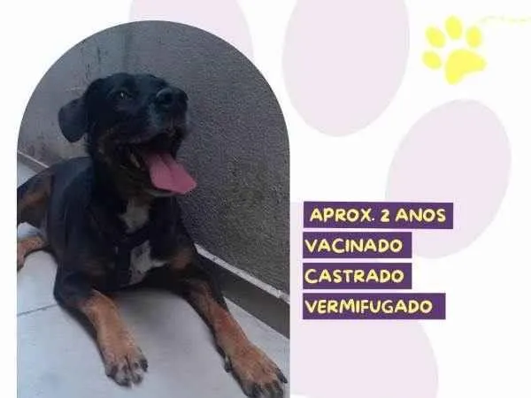 Cachorro ra a SRD-ViraLata idade 1 ano nome Gigante Emilio