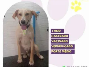 Cachorro raça SRD-ViraLata idade 2 a 6 meses nome Lyon