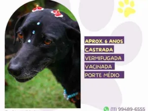 Cachorro raça SRD-ViraLata idade 1 ano nome Tatiane