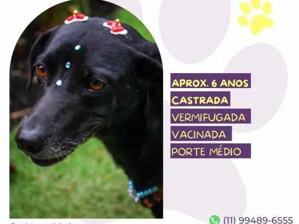 Cachorro ra a SRD-ViraLata idade 1 ano nome Tatiane