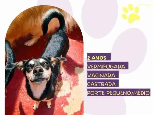 Cachorro ra a SRD-ViraLata idade 1 ano nome Luna