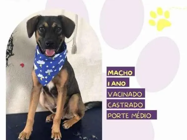 Cachorro ra a SRD-ViraLata idade 1 ano nome Duque