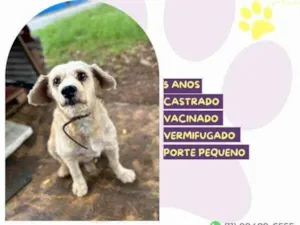 Cachorro raça SRD-ViraLata idade 1 ano nome Popeye