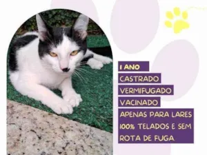 Gato raça SRD-ViraLata idade 2 a 6 meses nome Duu