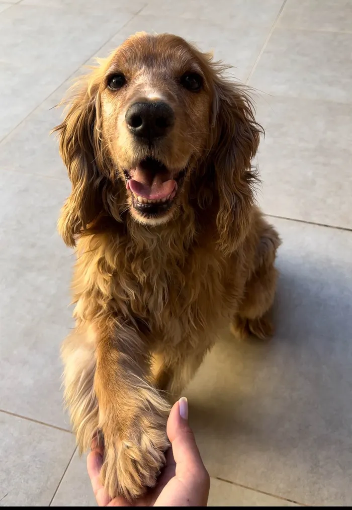 Cachorro ra a Cocker idade 6 ou mais anos nome Luke