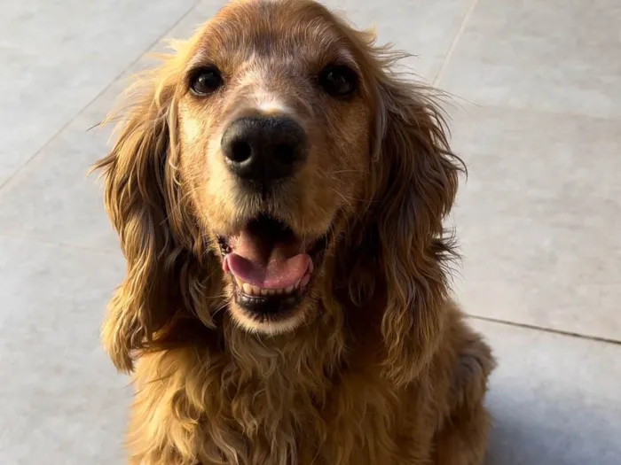 Cachorro ra a Cocker idade 6 ou mais anos nome Luke