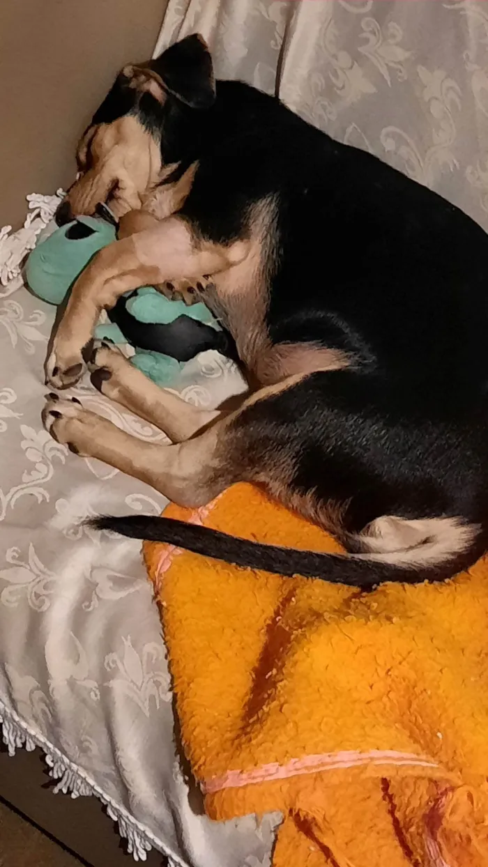 Cachorro ra a SRD-ViraLata idade 7 a 11 meses nome Maya