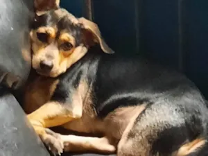 Cachorro raça SRD-ViraLata idade 7 a 11 meses nome Maya