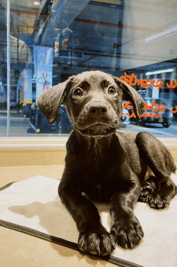 Cachorro ra a SRD-ViraLata idade 2 a 6 meses nome Bariloche 