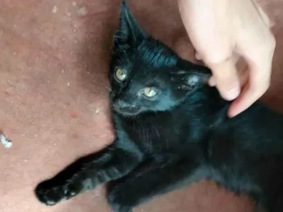 Gato raça SRD-ViraLata idade 2 a 6 meses nome sem nome