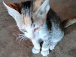 Gato raça SRD-ViraLata idade Abaixo de 2 meses nome sem nome