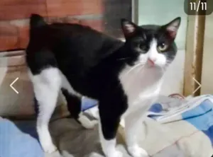 Gato raça SRD-ViraLata idade 1 ano nome Rabinho lindo gatinho 