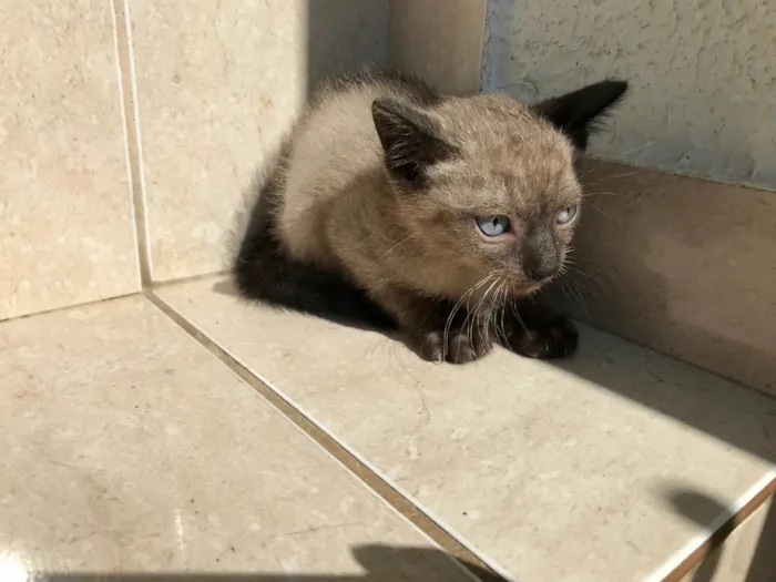 Gato ra a Siamês idade 2 a 6 meses nome Cookie bb2meses lindo 