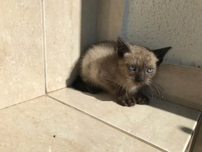 Gato ra a Siamês idade 2 a 6 meses nome Cookie bb2meses lindo 