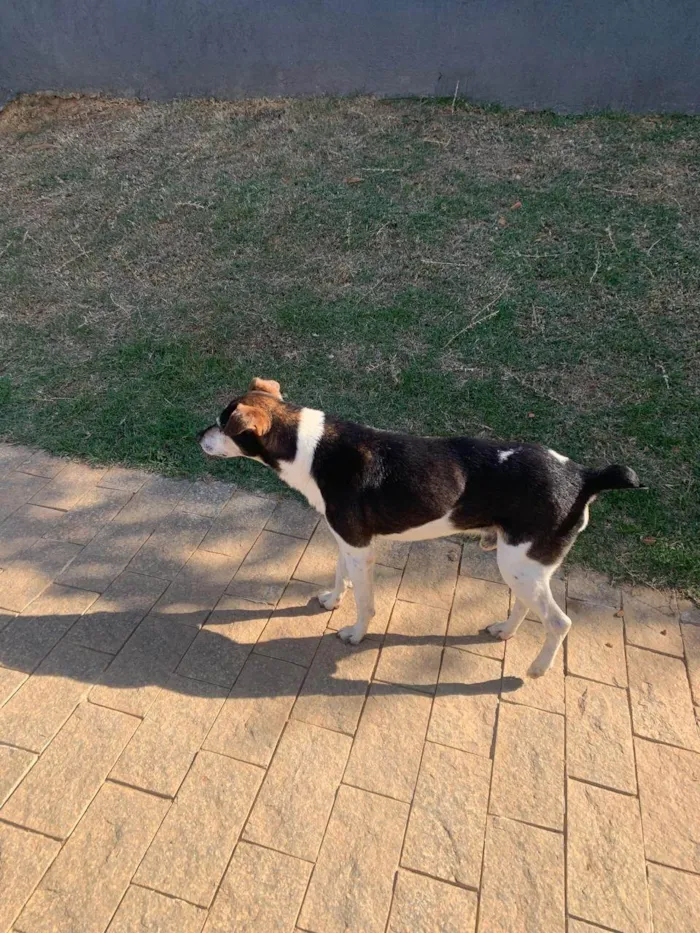 Cachorro ra a SRD-ViraLata idade 3 anos nome Spyke para adoção 