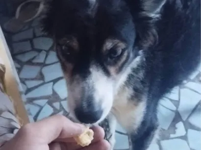 Cachorro raça SRD-ViraLata idade 6 ou mais anos nome Não tem ainda