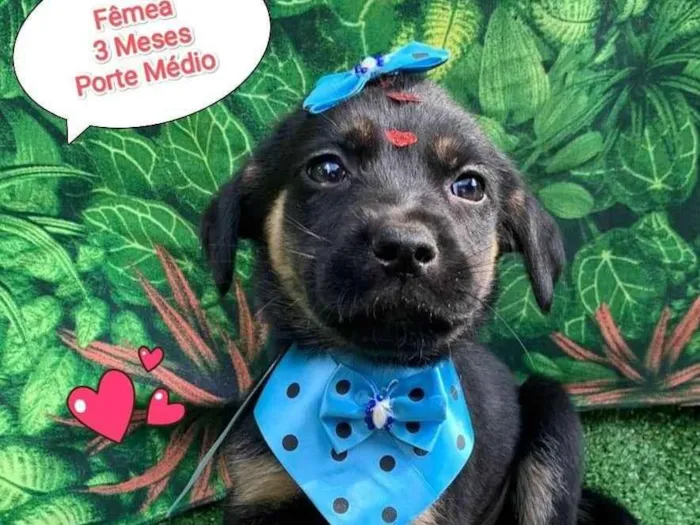 Cachorro ra a SRD-ViraLata idade 2 a 6 meses nome Zazu