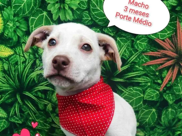 Cachorro ra a SRD-ViraLata idade 2 a 6 meses nome nhonho