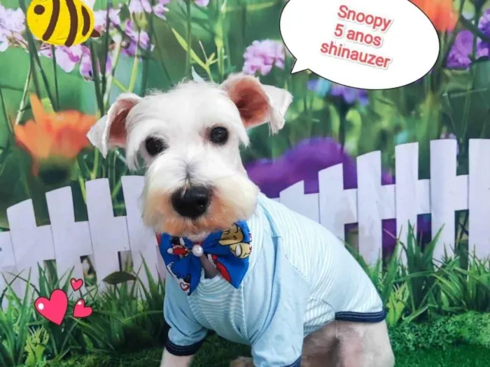 Cachorro ra a Shnauzer idade 5 anos nome snoopy branquinho 