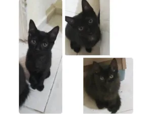 Gato raça SRD-ViraLata idade 2 a 6 meses nome Pérolas negras